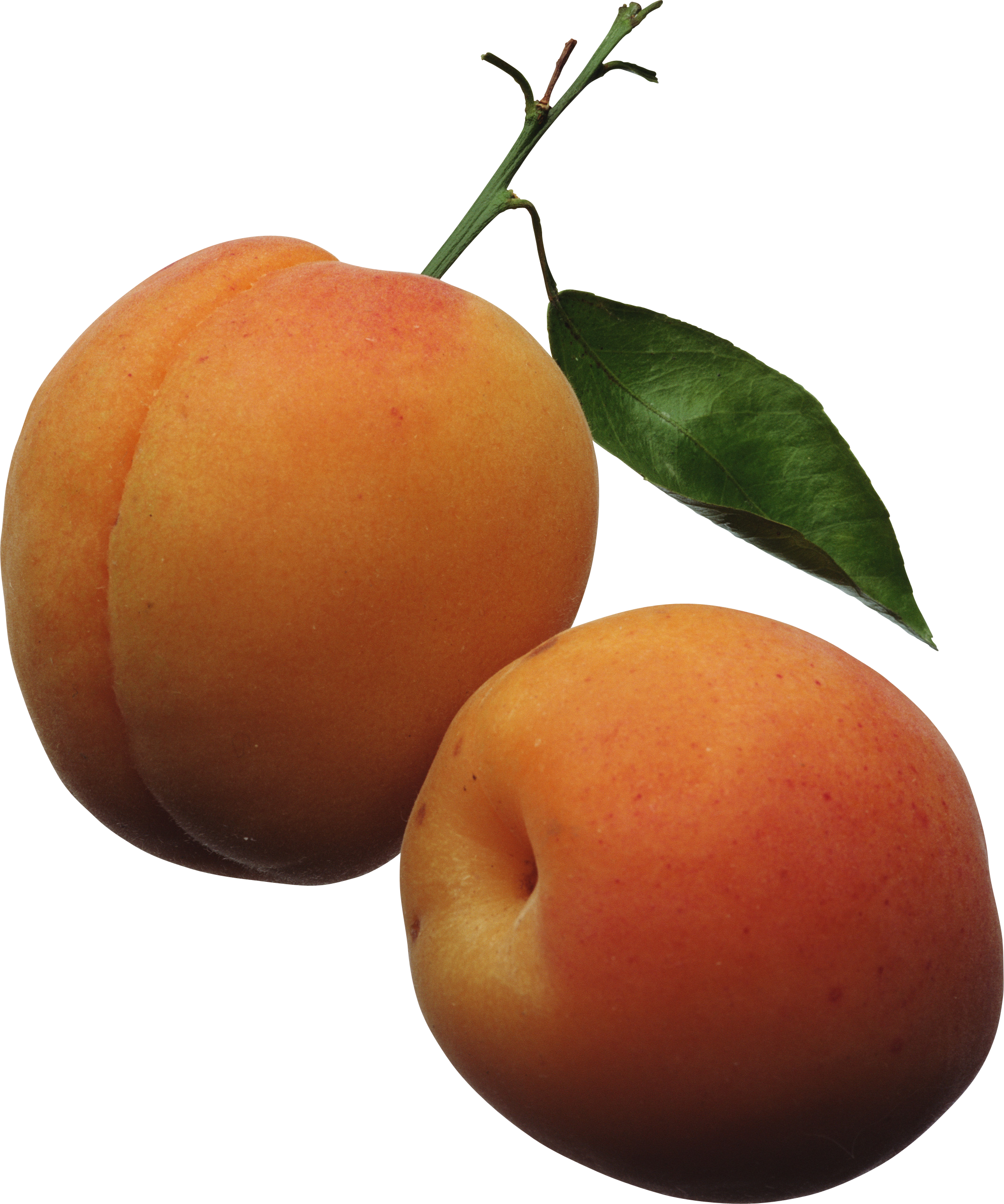 Free Png Peaches Png Images Transparent - Apricots Clipart (480x576), Png Download