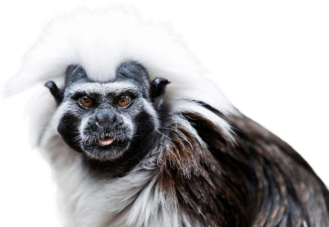 Cotton Top Tamarin (1053x727), Png Download