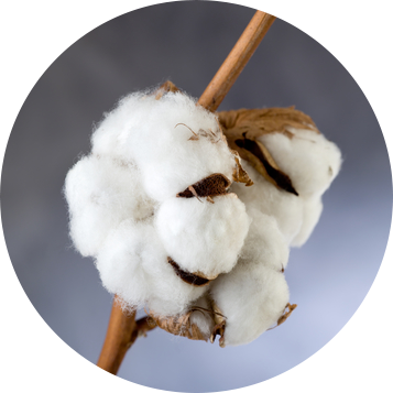 Cotton Png - Fleur De Coton Png (357x357), Png Download