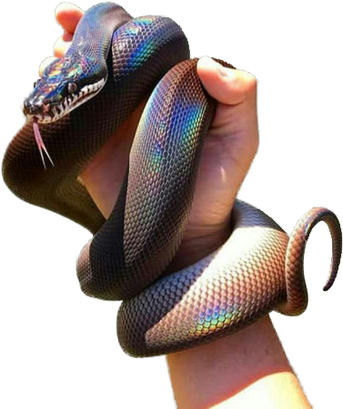 Come On, You Guys Had To Know This Was Coming - Formosan Odd Scaled Snake (401x459), Png Download