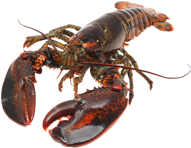 Live Canadian Hard Shell - American Lobster (510x300), Png Download