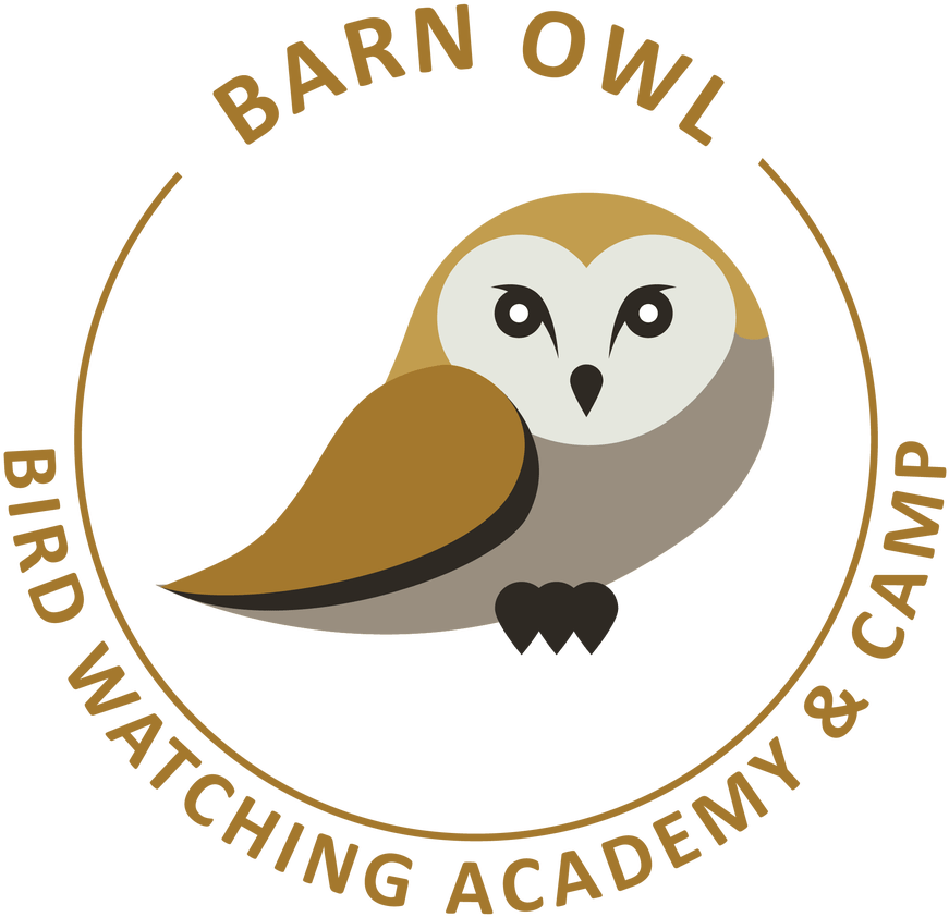 Barn Owl (1095x1200), Png Download