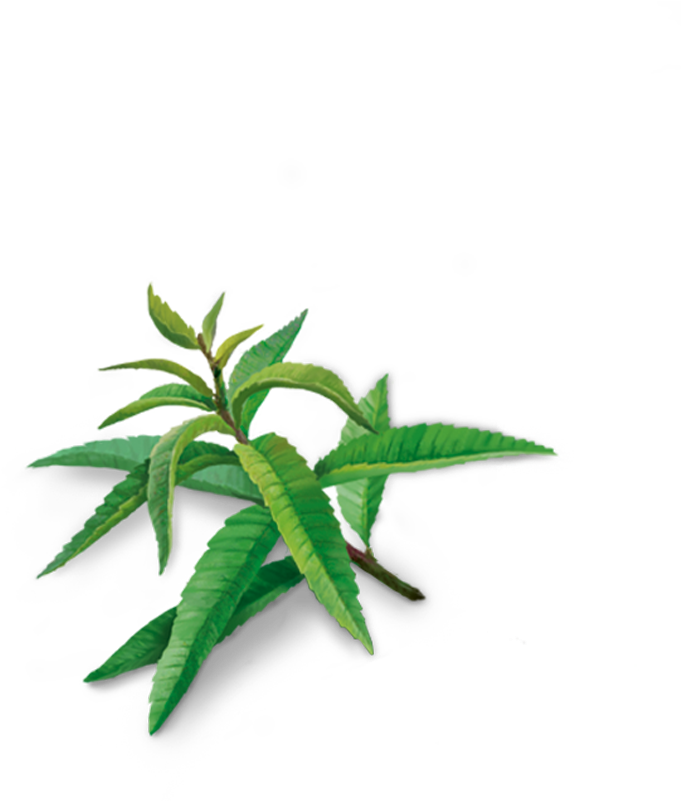 Houseplant (800x800), Png Download