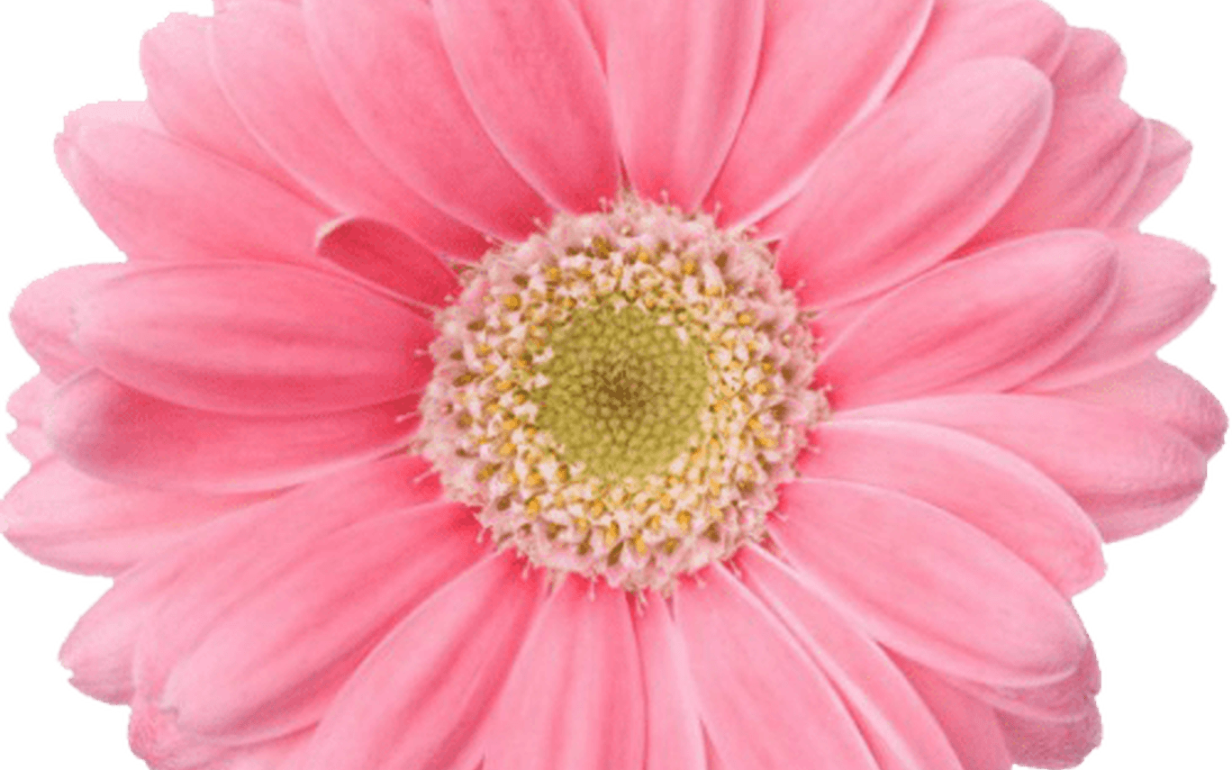 Blue Tumblr Transparent Flower Crowns - Break From Social Media Challenge (1368x855), Png Download