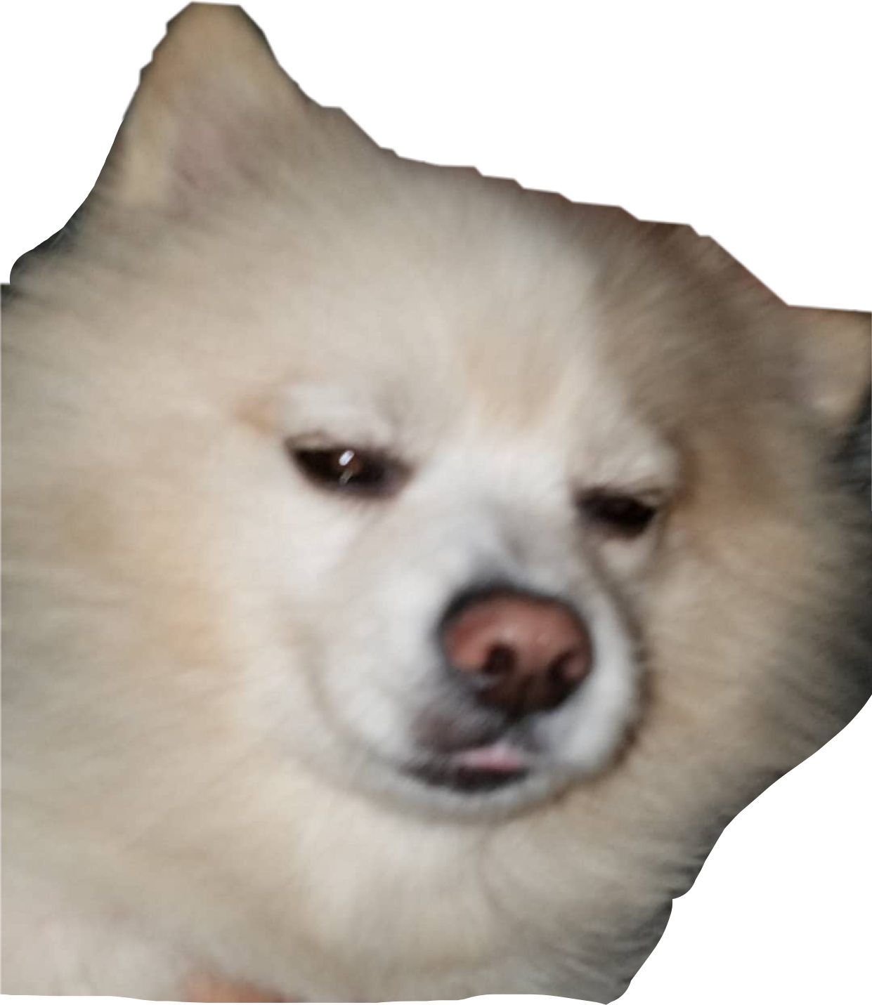 Stickers Freetoedit Transparent Dog Funnypictures Png - Companion Dog (1241x1431), Png Download