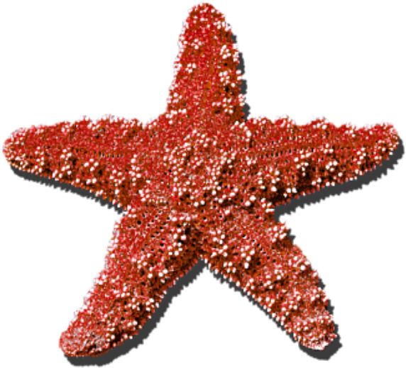 #star #seastar #summer #red #sticker #freetoedit - All The Stars Are Coming Out Tonight They Re Lighting (1024x846), Png Download