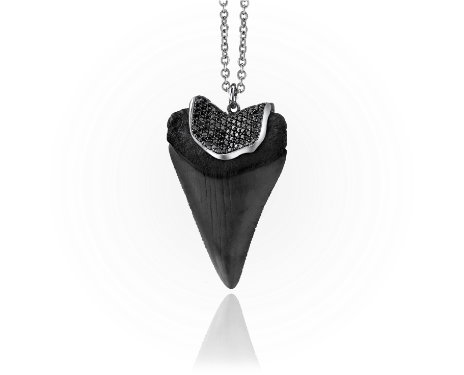 Download Hd Shark Tooth Black Locket Transparent Png Image Nicepng Com