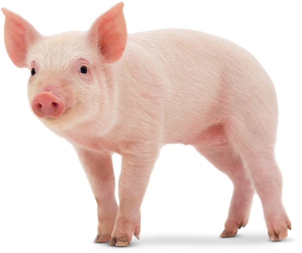 Cute Pig Png - Imagenes De Un Cerdo (640x640), Png Download
