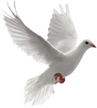 Palomas Png - Imagenes De Paloma Png (330x366), Png Download