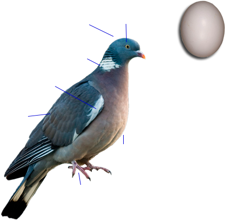 Common Wood Pigeon (630x470), Png Download