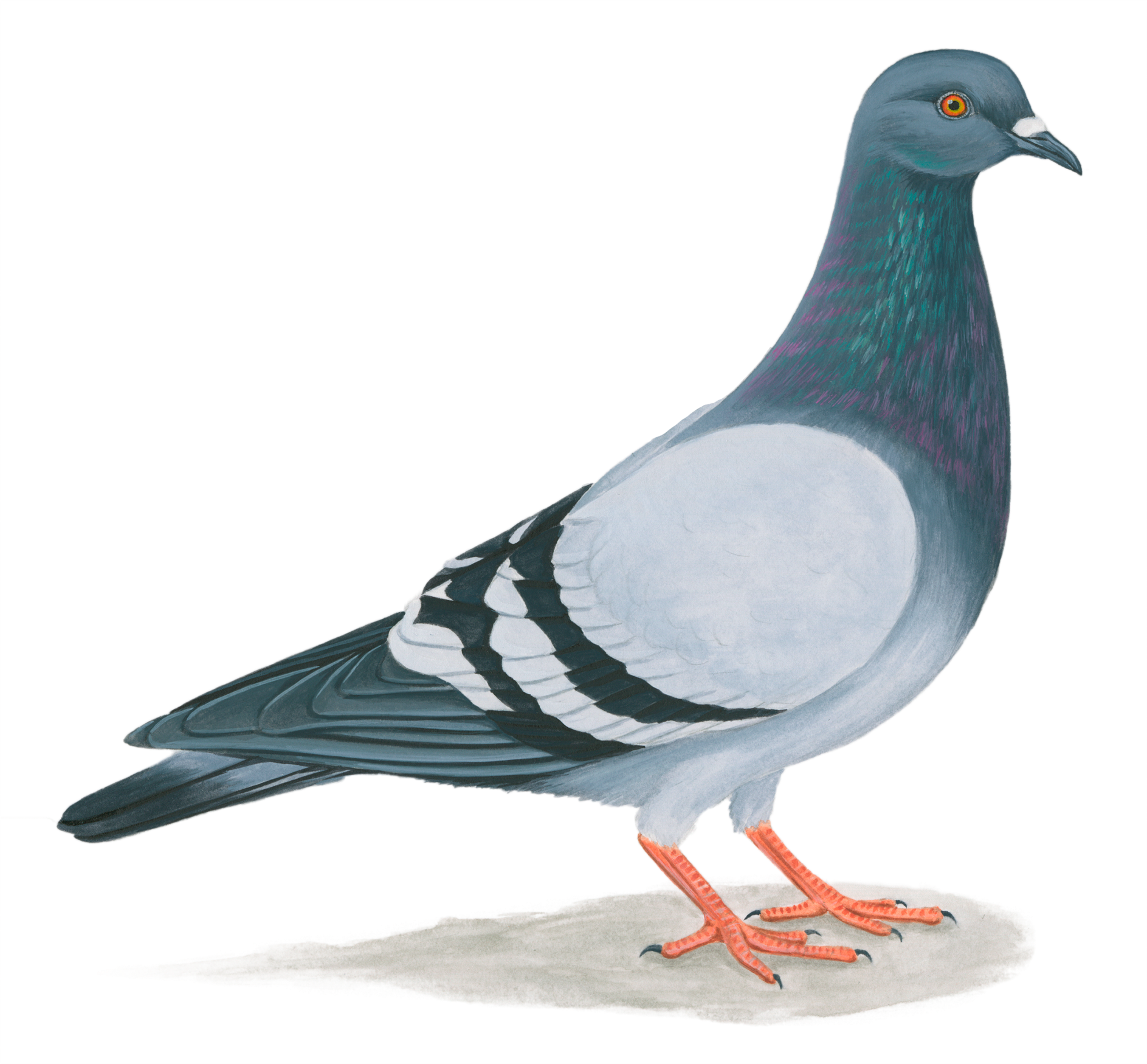 Paloma Doméstica - Paloma De Puerto Rico (1024x1024), Png Download