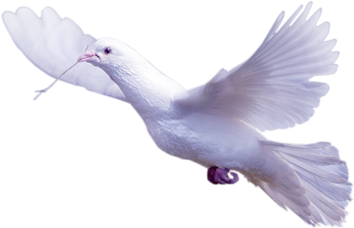 Imagenes Romanticas De Amor Para Facebook - Png Palomas (530x379), Png Download