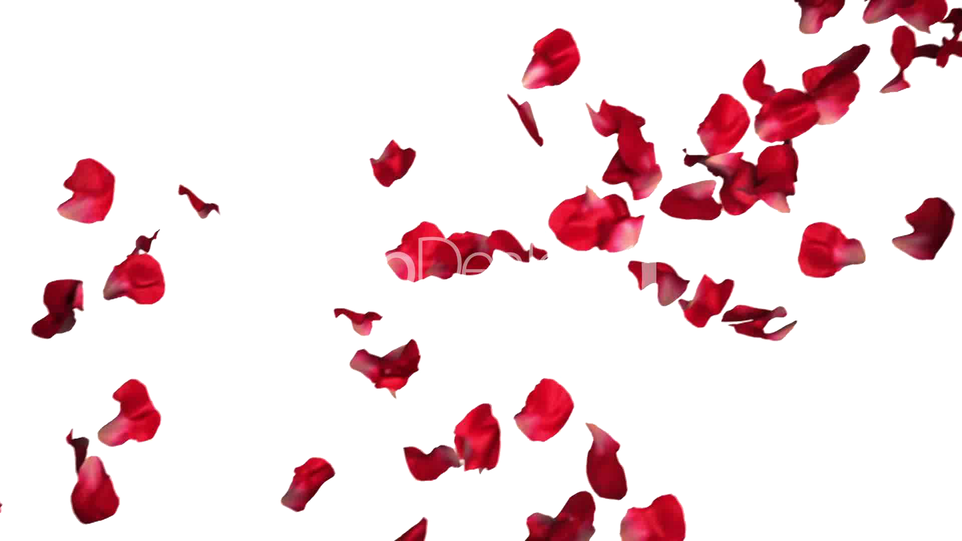 Download Rose Hq Image - Red Roses Petals Png (1920x1080), Png Download