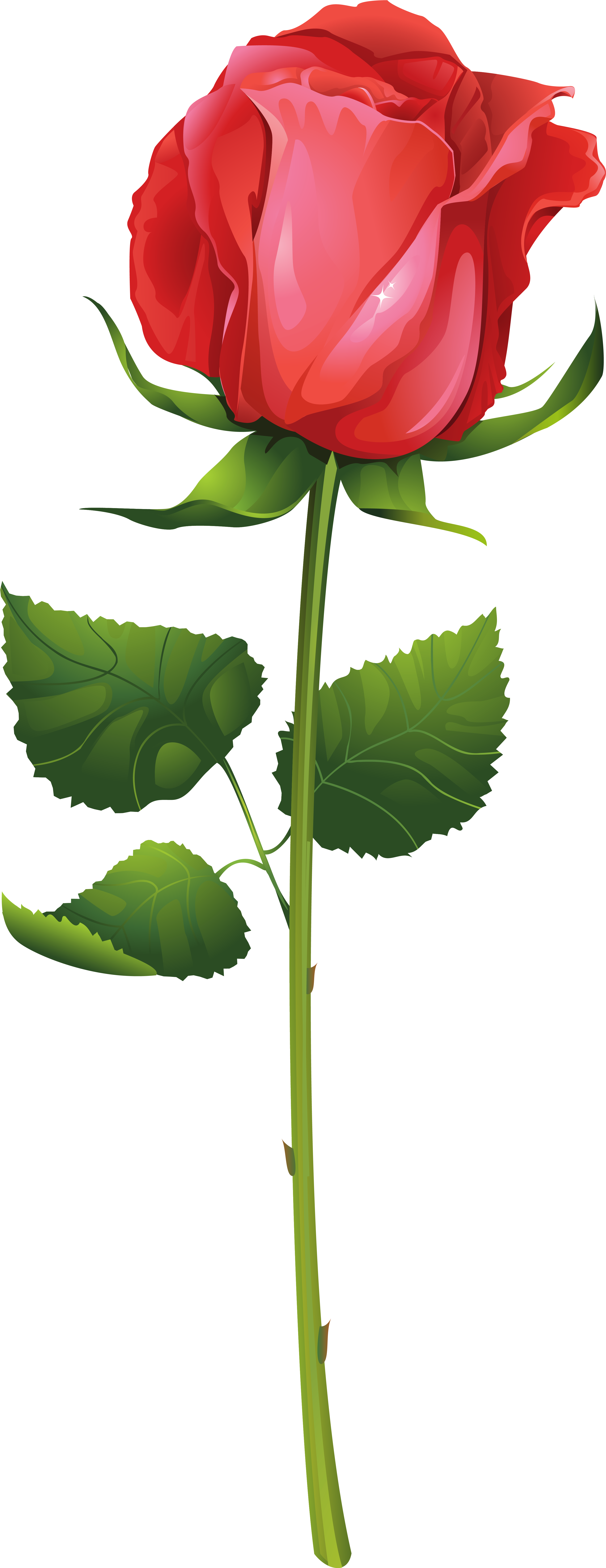 Petal Clipart Rose Stem - Rose With Stem Png (3394x8531), Png Download