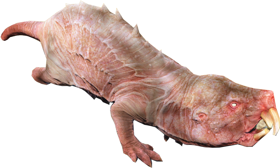 Image Mole Rat Fo4 Png Fallout Wiki Fandom Powered - Mole Rat Fallout 4 (1021x636), Png Download