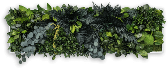 3d Plant Picture In Jungle Style 140 X 40 Cm - Jungle Plant Png (600x245), Png Download