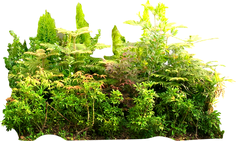 Tropical Rainforest Png - Rainforest Plant Png (905x540), Png Download