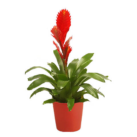 Red Bromelia - Kwiat Doniczkowy (480x480), Png Download