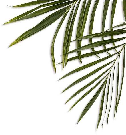 Feuille Decoration - Transparent Png Jungle Plant (441x473), Png Download