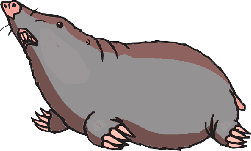 Mb Image/png - Mole Clipart (800x483), Png Download