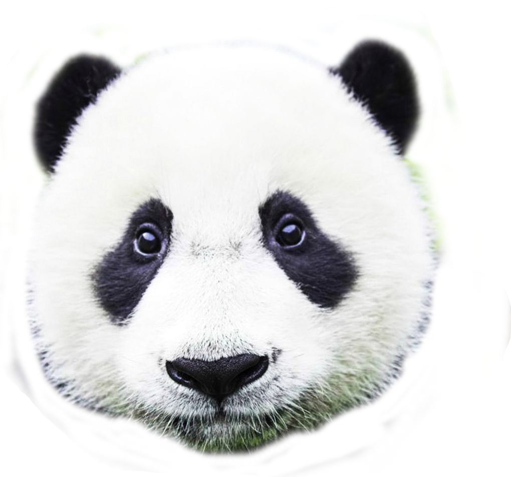Benwinewin Panda\ Cross Body, Shoulder Bag, Bag, , (1020x952), Png Download