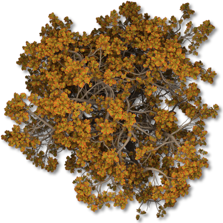 Fall Tree Leaves Png 24 Mar 2009 14 05 44 Tree 02fall - Tree Plan Texture Png (750x750), Png Download