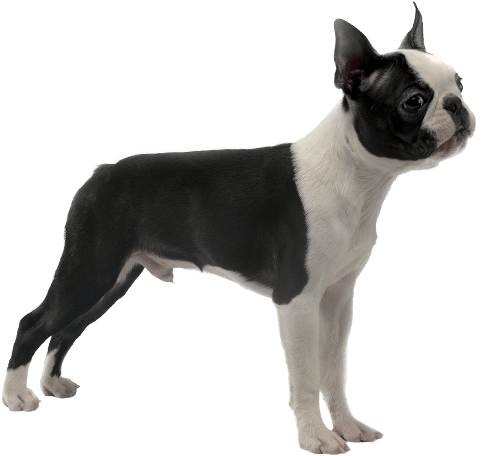 Appearance Of Boston Terrier - Boston Terrier Png (567x489), Png Download