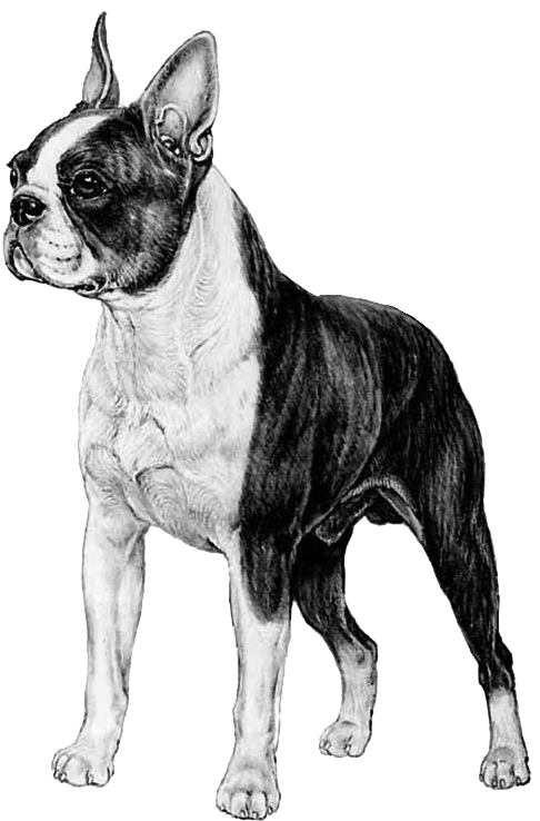 Boston Terrier - Boston Terrier Transparent (800x800), Png Download