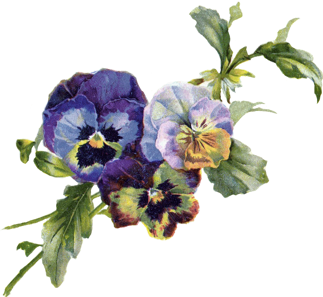 Pansy Bouquet Free Png Image - Antique Fashion Poster Print By Aimee Stewart (1097x1065), Png Download