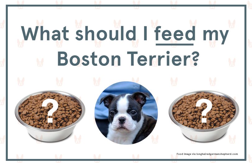 Royal Canin Boston Terrier Puppy (810x535), Png Download