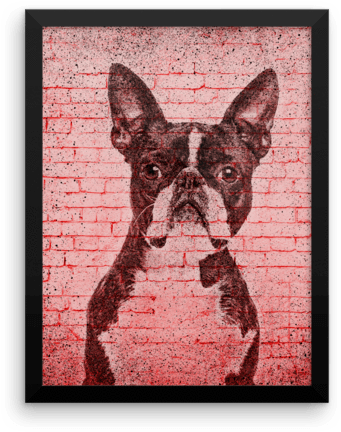 Boston Terrier On Wall Framed Poster - Boston Terrier (600x600), Png Download