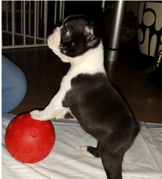 Kc Boston Terrier Puppies - Singapore (488x366), Png Download