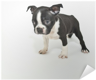 Boston Terrier Puppy Saying "i'm Sorry" - Full Grown Boston Terriers (400x400), Png Download