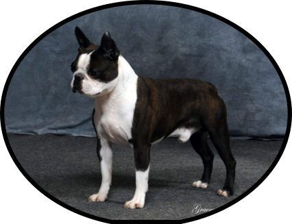 We Held Jagger Back To Mature Until He Was 14 Months - Boston Terrier (426x327), Png Download
