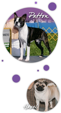 Guardian Boston Terriers & Pugs - Boston Terrier (280x490), Png Download