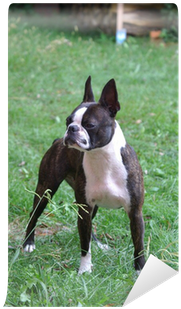 Boston Terrier Puppies (400x400), Png Download