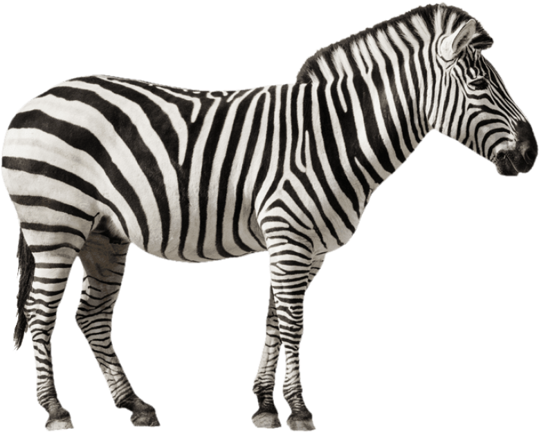 Free Png Zebra Free Desktop Png Images Transparent - Zebra Immagini (850x673), Png Download