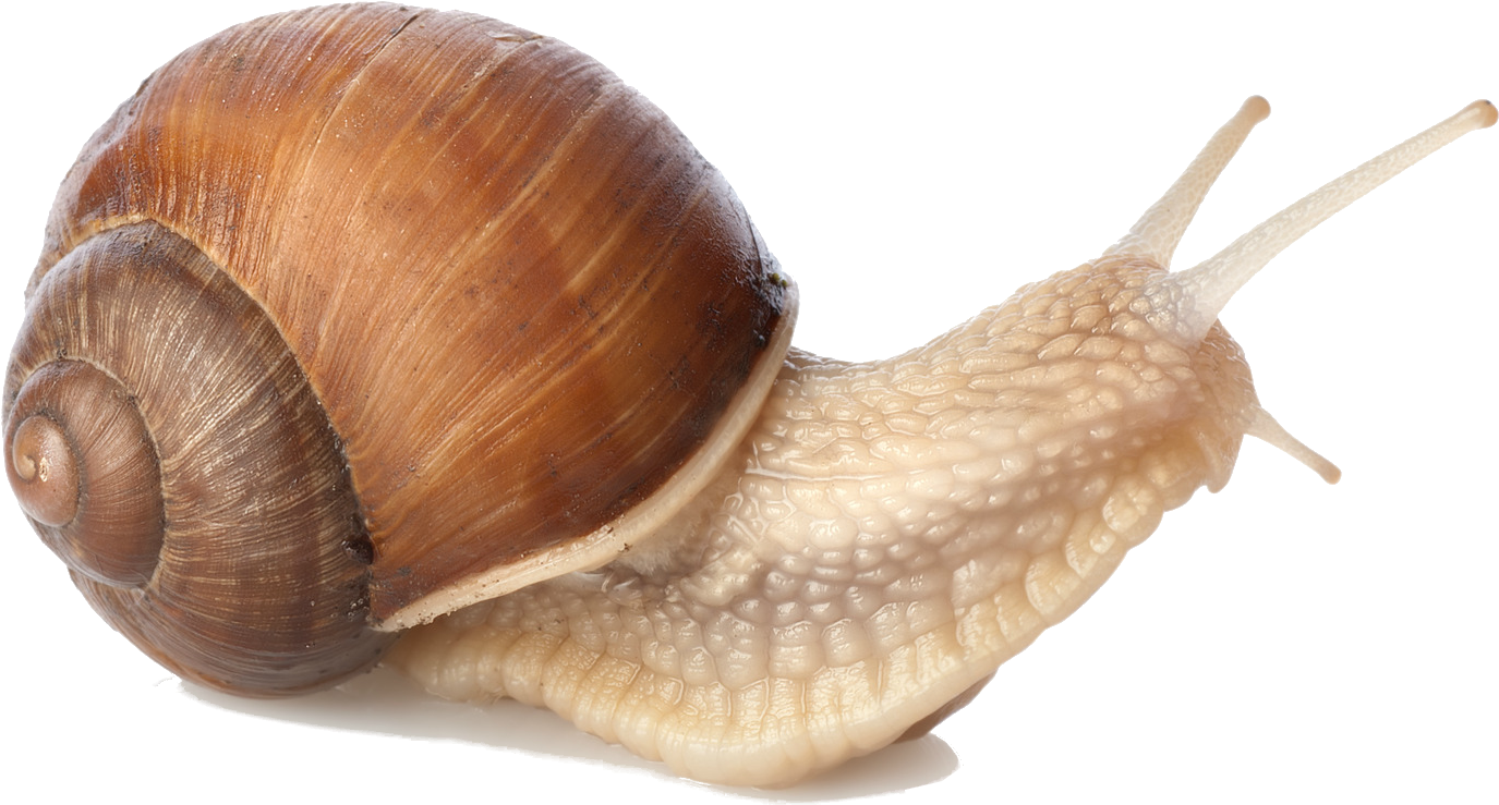 Snail Png (1715x1166), Png Download