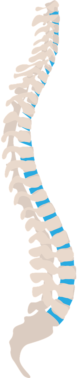 Do You Suffer From Neck And Back Pain It Could Be How - Ryggraden Png (360x720), Png Download
