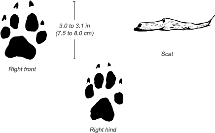 African Wild Dog Tracks - African Wild Dog Feet (484x326), Png Download