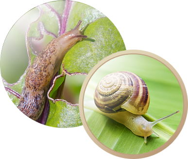 General Pest Information - Stock Photography (387x327), Png Download