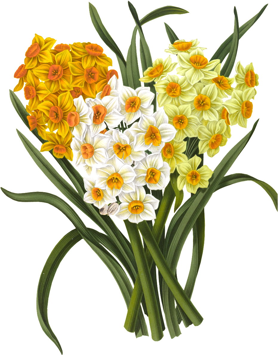 Haarlems Flora 1872 Polyanthus Narcissus 2 Poster Print (1024x1280), Png Download