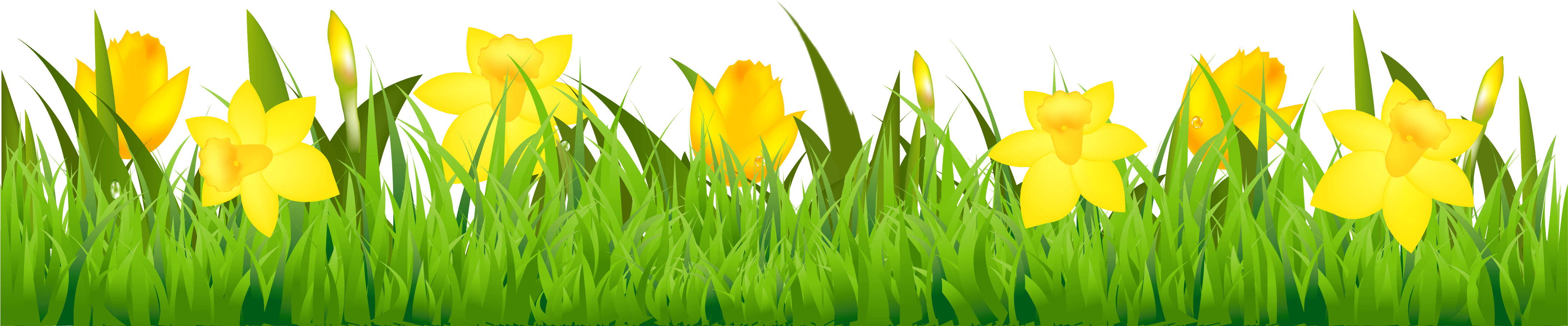 Grass With Daffodils Png Clipart - Daffodil Clip Art Border (4268x950), Png Download
