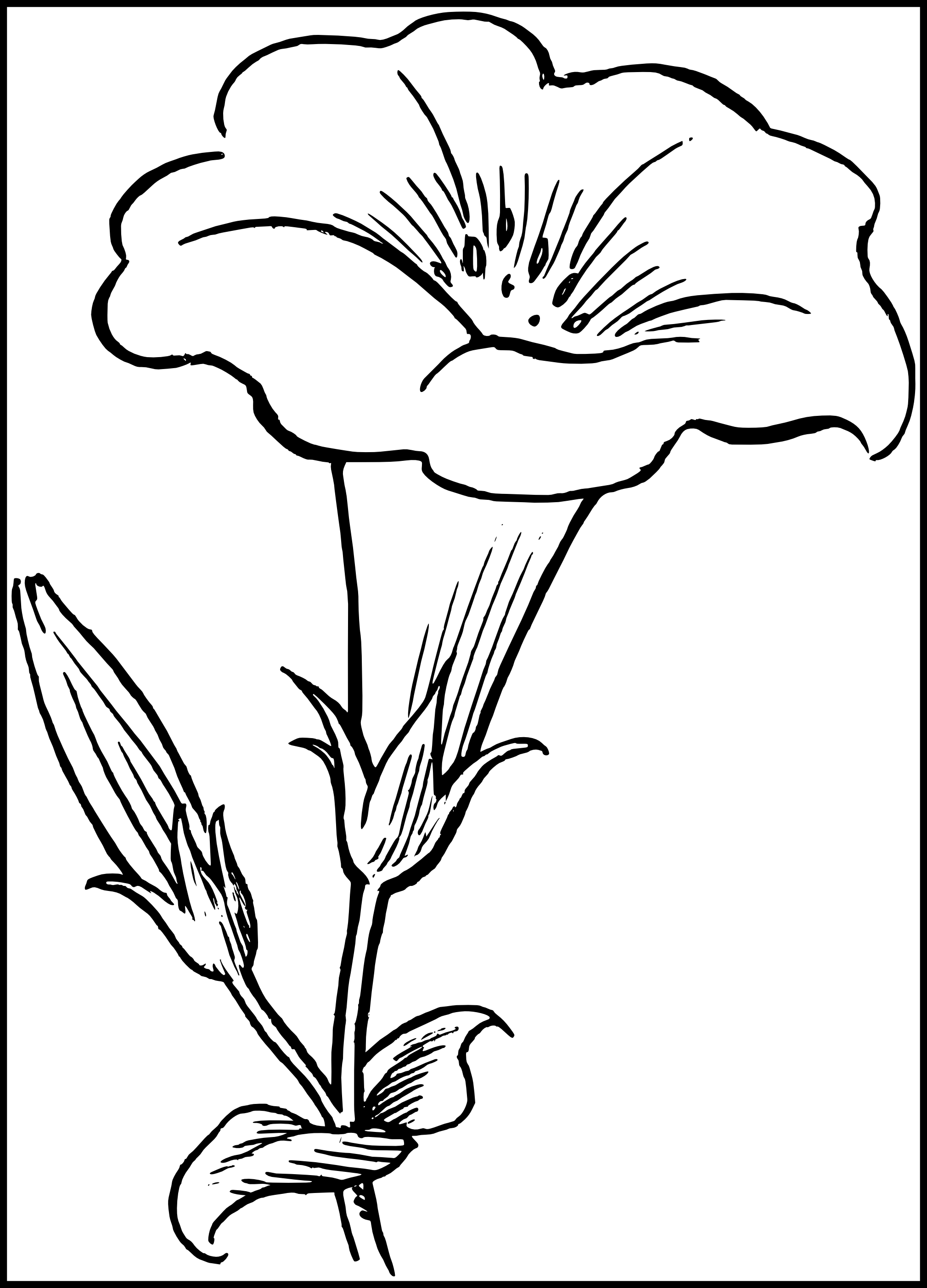 Clipart Collection Of Free Scientific Daffodil Download - Flower Drawings (2019x2806), Png Download