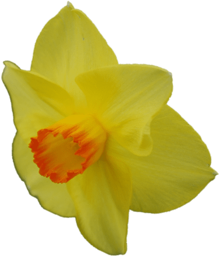 Narcissus (697x682), Png Download
