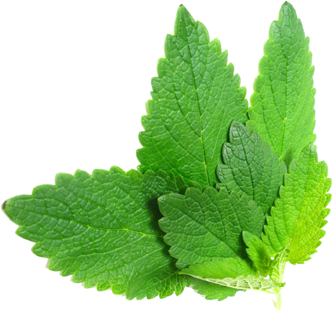 Herb Png File Download Free - Herbs .png (500x476), Png Download