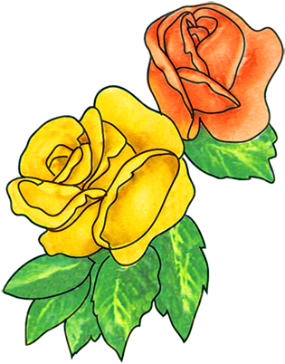 Peppermint Rose Plant Clip Art - Flower Drawings Clip Art (339x413), Png Download