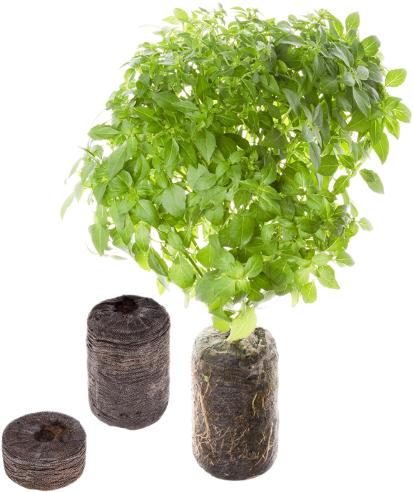Tregren Herbs Mint Seed Pod - Seed Pod Tregren (624x746), Png Download