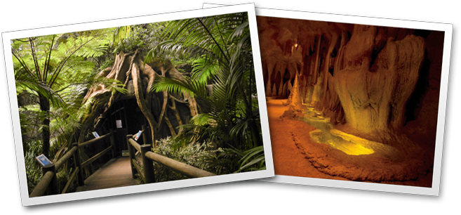 Glow Worm Caves - Glow Worm Tamborine Mountain (657x306), Png Download