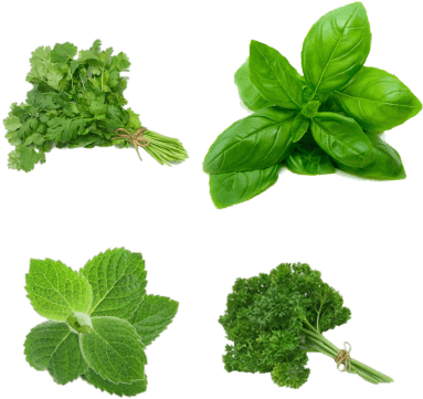 Coriander (cilantro) Slo-bolting Herb Seed (400x400), Png Download